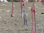 FZ029852 Greater flamingo chick (Phoenicopterus roseus).jpg